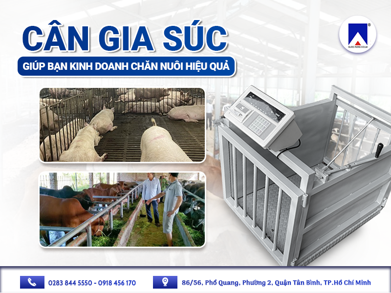 CÂN GIA SÚC: GIÚP BẠN KINH DOANH CHĂN NUÔI HIỆU QUẢ